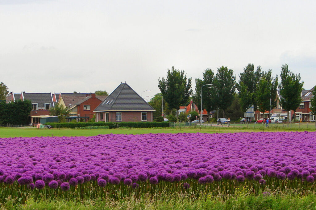 Wanneer u met spoed een taxi in Limmen nodig heeft, kunnen wij in veel gevallen binnen 15 minuten ter plaatse zijn. Of het nu gaat om een rit naar Alkmaar, Castricum of een luchthaven, wij zorgen voor snelle en betrouwbare service. Voor direct vervoer belt u 072 – 4444 072.